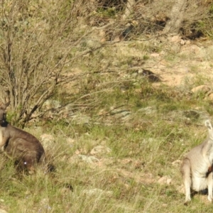 Osphranter robustus robustus at Tuggeranong DC, ACT - 31 Mar 2020