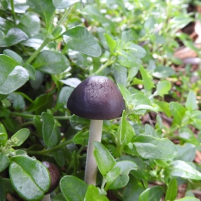 Oudemansiella 'radicata group' (Rooting shank) at Kambah, ACT - 29 Mar 2020 by HelenCross