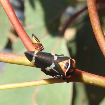 Eurymeloides pulchra (Gumtree hopper) at Kambah, ACT - 30 Mar 2020 by HelenCross