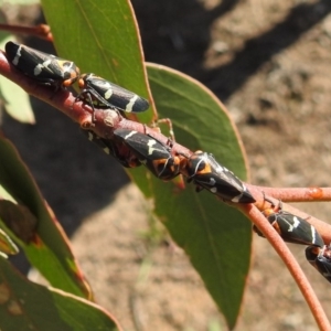 Eurymeloides pulchra at Kambah, ACT - 30 Mar 2020