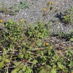 Bidens pilosa (Cobbler's Pegs, Farmer's Friend) at Banks, ACT - 31 Mar 2020 by michaelb