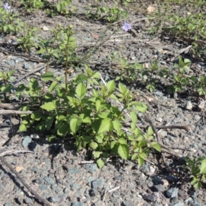 Bidens pilosa at Banks, ACT - 31 Mar 2020