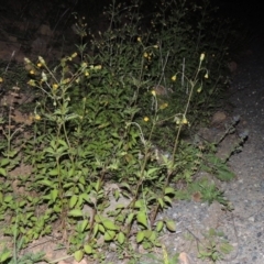 Bidens pilosa at Banks, ACT - 31 Mar 2020 08:56 PM