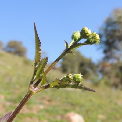 Bidens pilosa (Cobbler's Pegs, Farmer's Friend) at Banks, ACT - 31 Mar 2020 by michaelb