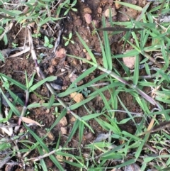 Cynodon dactylon (Couch Grass) at Mount Ainslie - 30 Mar 2020 by JaneR