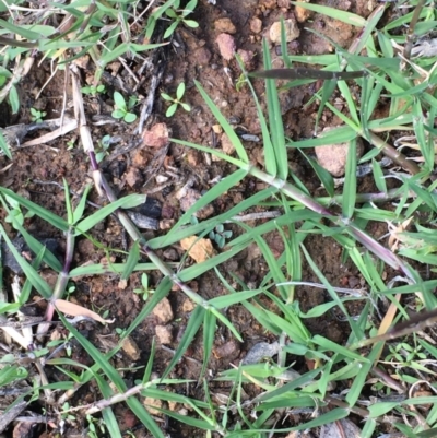 Cynodon dactylon (Couch Grass) at Mount Ainslie - 30 Mar 2020 by JaneR