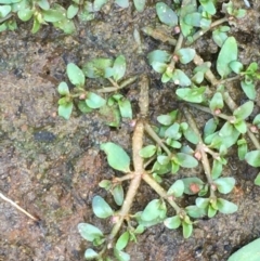Elatine gratioloides (Waterwort) at Majura, ACT - 30 Mar 2020 by JaneR