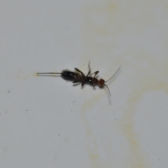 Braconidae (family) (Unidentified braconid wasp) at QPRC LGA - 14 Jan 2020 by natureguy
