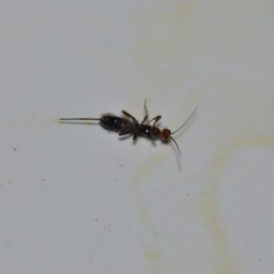Braconidae (family) (Unidentified braconid wasp) at QPRC LGA - 14 Jan 2020 by natureguy