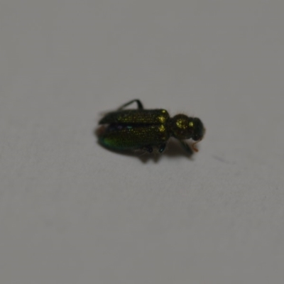 Phlogistus sp. (genus) (Clerid beetle) at QPRC LGA - 24 Jan 2020 by natureguy