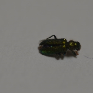 Phlogistus sp. (genus) at Wamboin, NSW - 24 Jan 2020