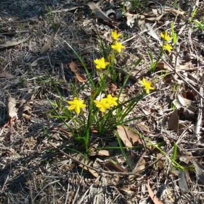 Hypoxis hygrometrica (Golden Weather-grass) at Dunlop, ACT - 26 Mar 2020 by sangio7