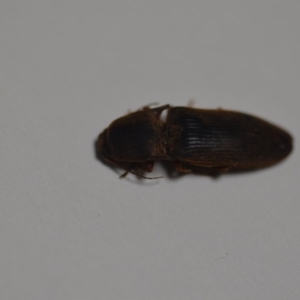 Monocrepidus sp. (genus) at Wamboin, NSW - 24 Jan 2020