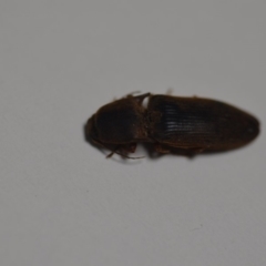 Monocrepidus sp. (genus) (Click beetle) at QPRC LGA - 24 Jan 2020 by natureguy