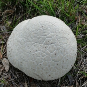 Calvatia sp. at Dunlop, ACT - 19 Mar 2020