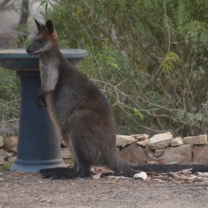 Wallabia bicolor at Wamboin, NSW - 29 Jan 2020