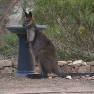 Wallabia bicolor at Wamboin, NSW - 29 Jan 2020