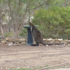 Wallabia bicolor at Wamboin, NSW - 29 Jan 2020