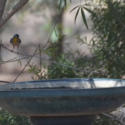 Pardalotus punctatus (Spotted Pardalote) at Wamboin, NSW - 30 Jan 2020 by natureguy