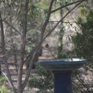 Pardalotus punctatus at Wamboin, NSW - 30 Jan 2020