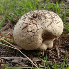 Calvatia sp. (a puffball ) at Dunlop, ACT - 18 Mar 2020 by sangio7