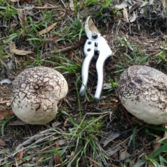 Calvatia sp. at Dunlop, ACT - 19 Mar 2020