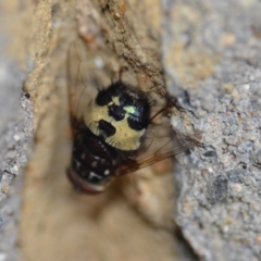 Formosia (Euamphibolia) speciosa at Wamboin, NSW - 30 Jan 2020