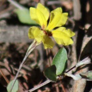 Goodenia hederacea subsp. hederacea at Gundaroo, NSW - 23 Mar 2019