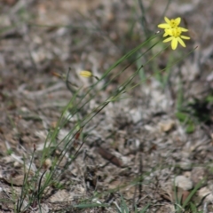 Tricoryne elatior (Yellow Rush Lily) at Gundaroo, NSW - 22 Mar 2019 by Gunyijan