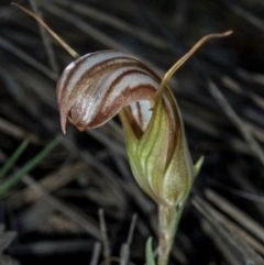 Diplodium truncatum (Little Dumpies, Brittle Greenhood) at Jerrabomberra, NSW - 31 Mar 2020 by dan.clark