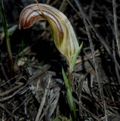Diplodium truncatum at Jerrabomberra, NSW - 31 Mar 2020