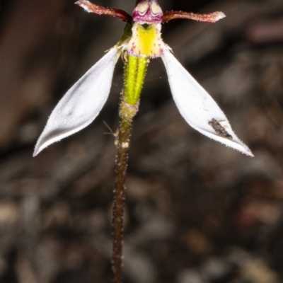 Eriochilus cucullatus (Parson's Bands) at Bruce, ACT - 31 Mar 2020 by DerekC