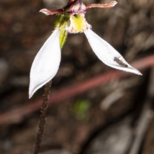 Eriochilus cucullatus at Bruce, ACT - suppressed