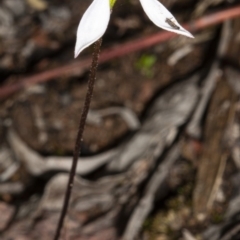 Eriochilus cucullatus at Bruce, ACT - suppressed