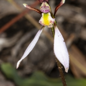 Eriochilus cucullatus at Bruce, ACT - suppressed