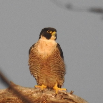 Falco peregrinus (Peregrine Falcon) at McQuoids Hill - 31 Mar 2020 by HelenCross