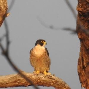 Falco peregrinus at Tuggeranong DC, ACT - 1 Apr 2020 07:46 AM