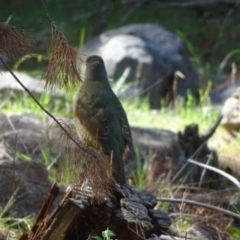 Ptilonorhynchus violaceus (Satin Bowerbird) at Isaacs Ridge and Nearby - 27 Mar 2020 by Mike