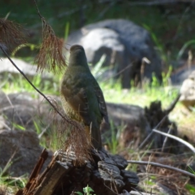 Ptilonorhynchus violaceus (Satin Bowerbird) at Isaacs, ACT - 27 Mar 2020 by Mike