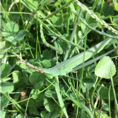 Acrida conica (Giant green slantface) at Lower Boro, NSW - 31 Mar 2020 by mcleana