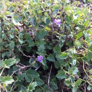 Veronica plebeia at Lower Boro, NSW - 31 Mar 2020