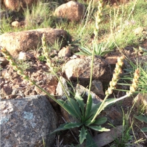 Plantago varia at Boro, NSW - 31 Mar 2020