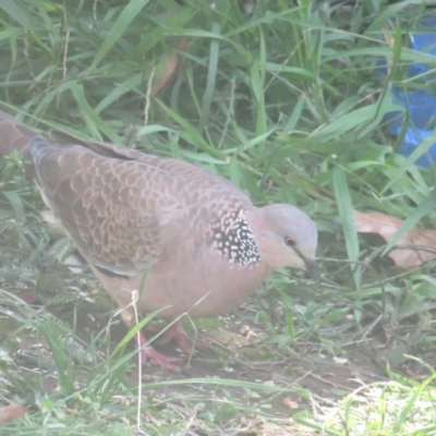 Spilopelia chinensis (Spotted Dove) at Curtin, ACT - 31 Mar 2020 by tom.tomward@gmail.com