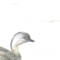 Poliocephalus poliocephalus at Stromlo, ACT - 28 Mar 2020