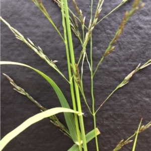 Eragrostis mexicana at Lower Boro, NSW - 31 Mar 2020 12:00 AM