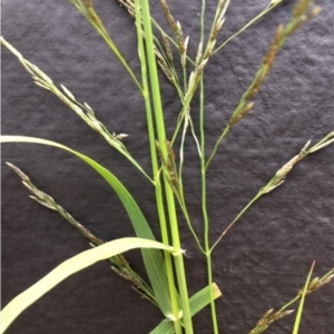 Eragrostis mexicana at Lower Boro, NSW - 31 Mar 2020