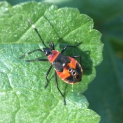 Dindymus versicolor (Harlequin Bug) at Yarralumla, ACT - 31 Mar 2020 by PeterA