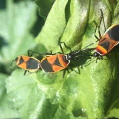 Dindymus versicolor (Harlequin Bug) at Yarralumla, ACT - 31 Mar 2020 by PeterA