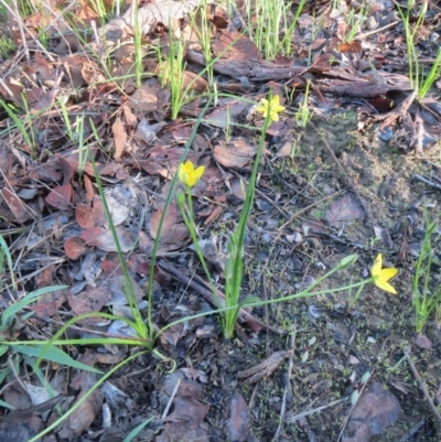 Hypoxis hygrometrica (Golden Weather-grass) at Weetangera, ACT - 17 Mar 2020 by sangio7