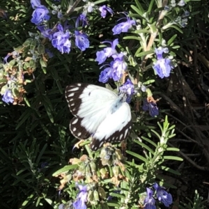 Belenois java at Hughes, ACT - 1 Apr 2020 11:00 AM